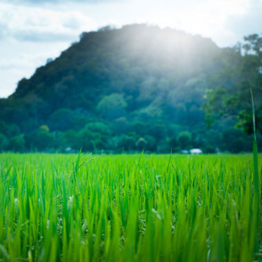 Keep Earth clean & green