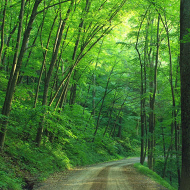 We will Work for Trees